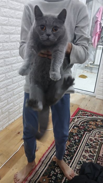 Birtanskiy mushuk ayoli