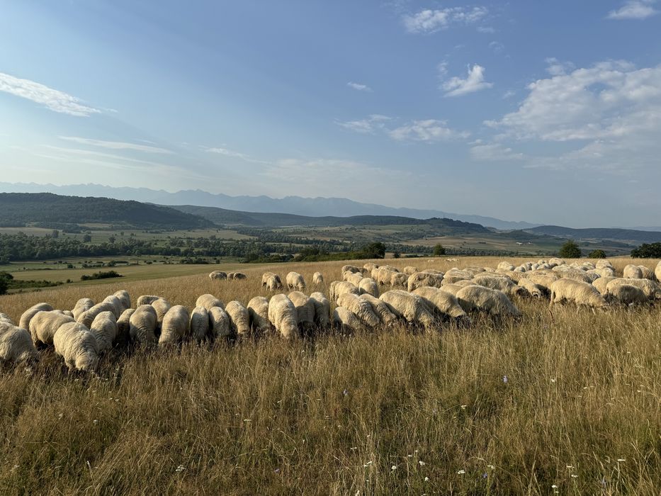 Oi de vânzare…..