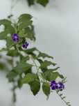 Duranta erecta-Дуранта