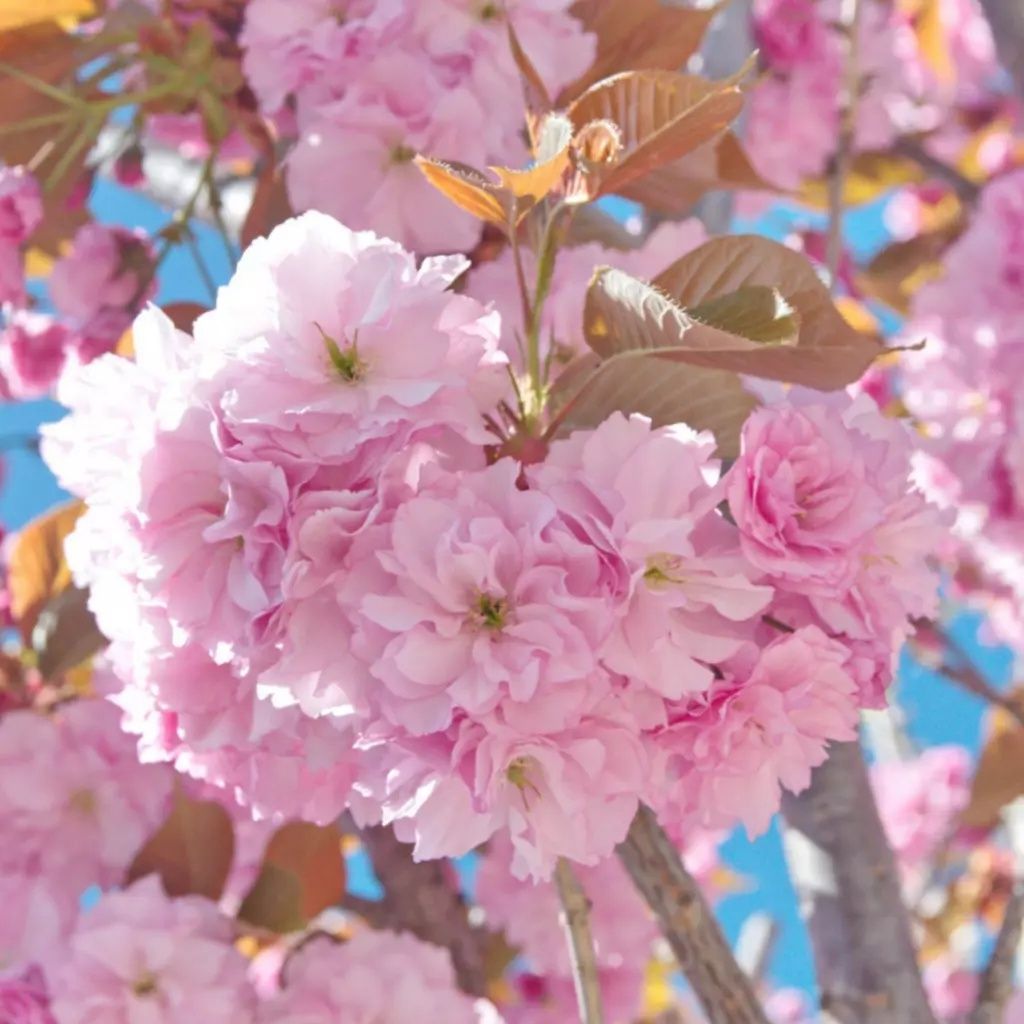 Pomi ornamentali specii de cires japonez
