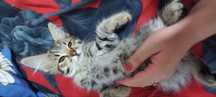 Отдаём котят в Добрые и золотые ручки