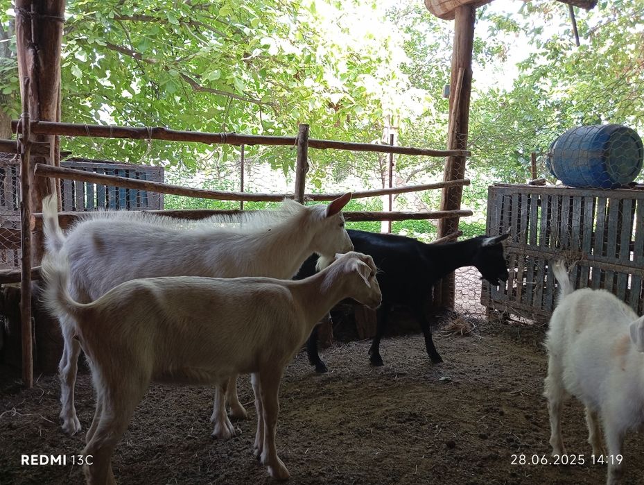 Така сотилади(эчкини эркаги)