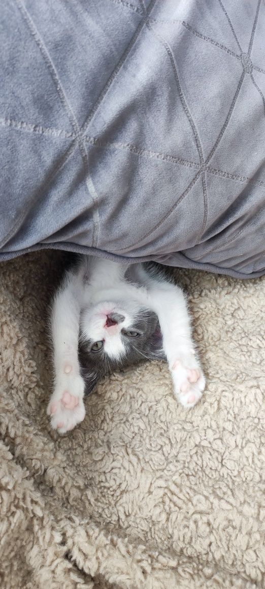 Pisicute spre adoptie