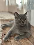 Pisică British Shorthair