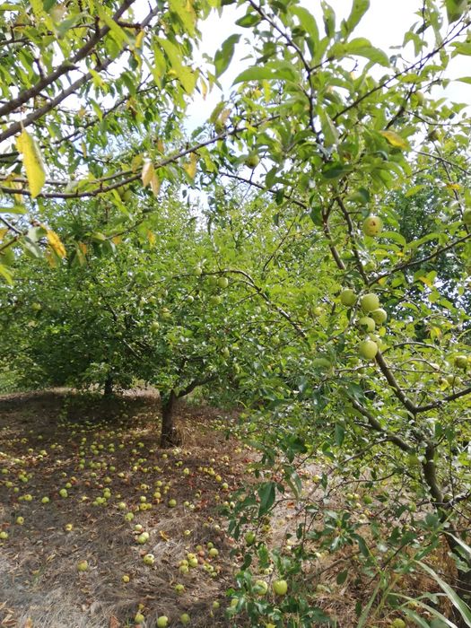 Teren intravilan Com Romanu, Brăila