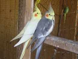 Papagali diferite specii