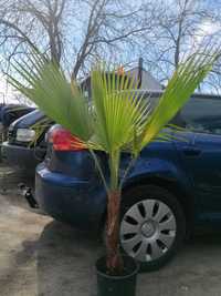 plante flori palmieri Washingtonia palmierii 160-180cm tulpină groasa!