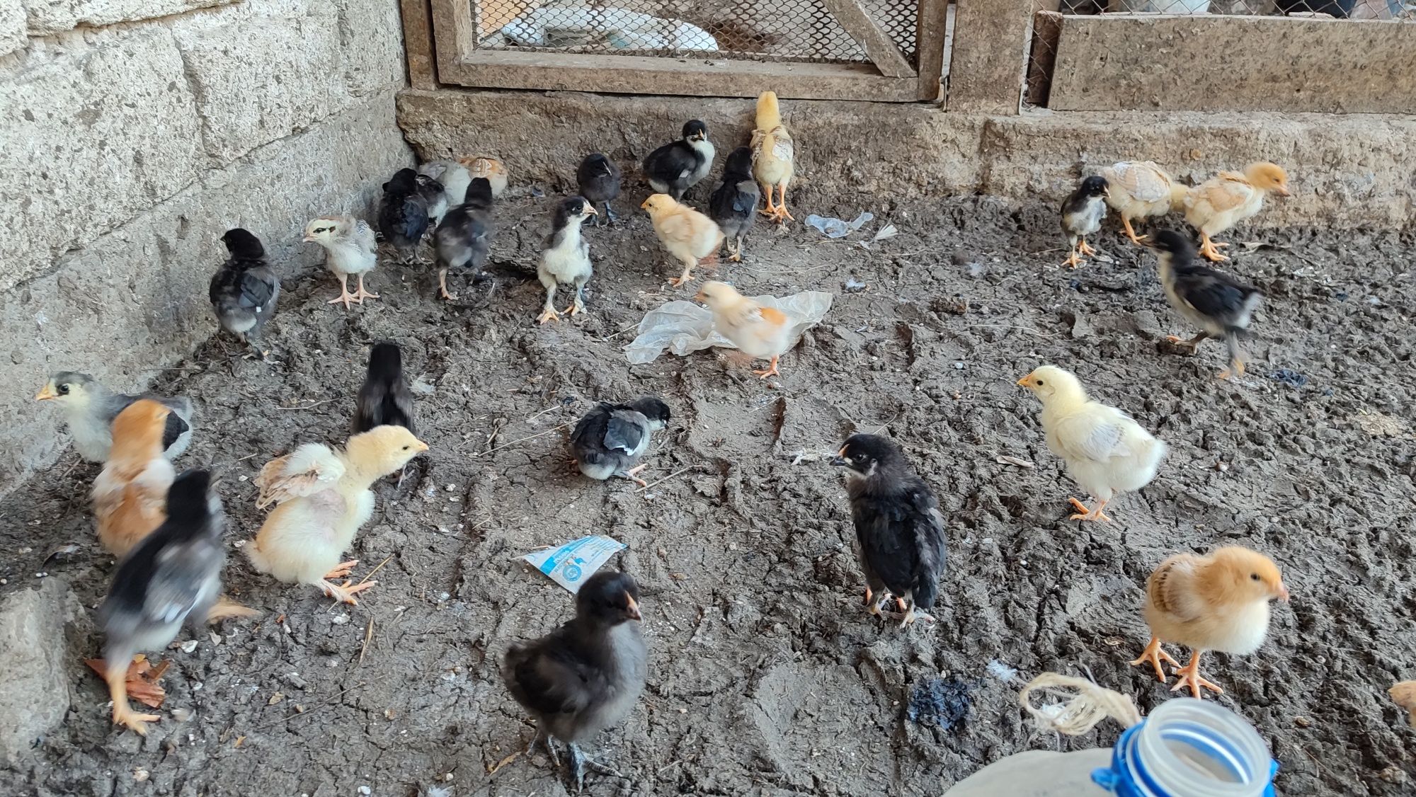 Продам цыплят домашней птицы