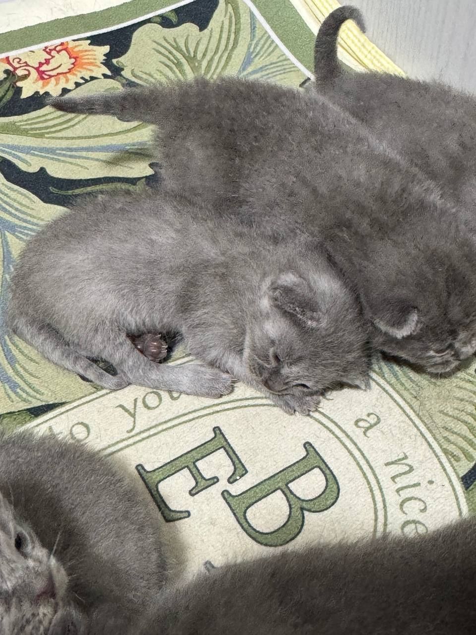 Продаётся котёнки