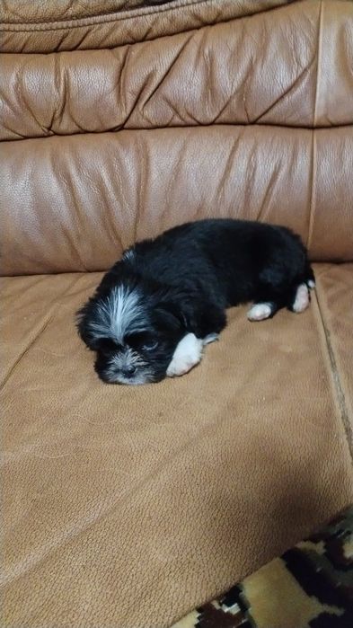 Fetiță adorabila shih-tzu