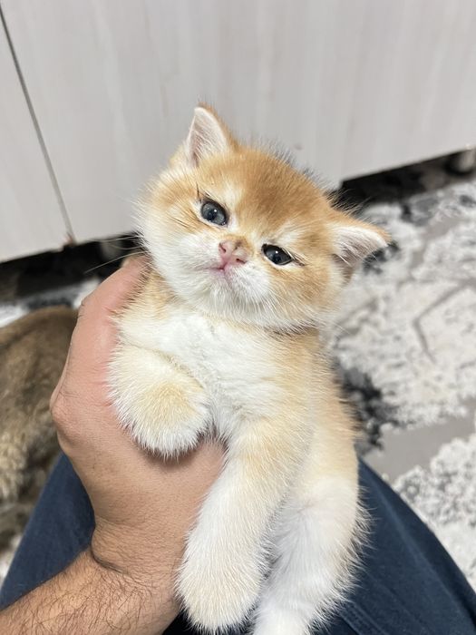 Zalataya shenshila toza zot bemalol tekshirtirib olsez buladi