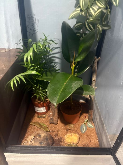 Vând șopârlă gecko plus terariu