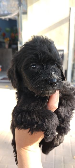 Продаются щенки породы русский охотничий спаниель