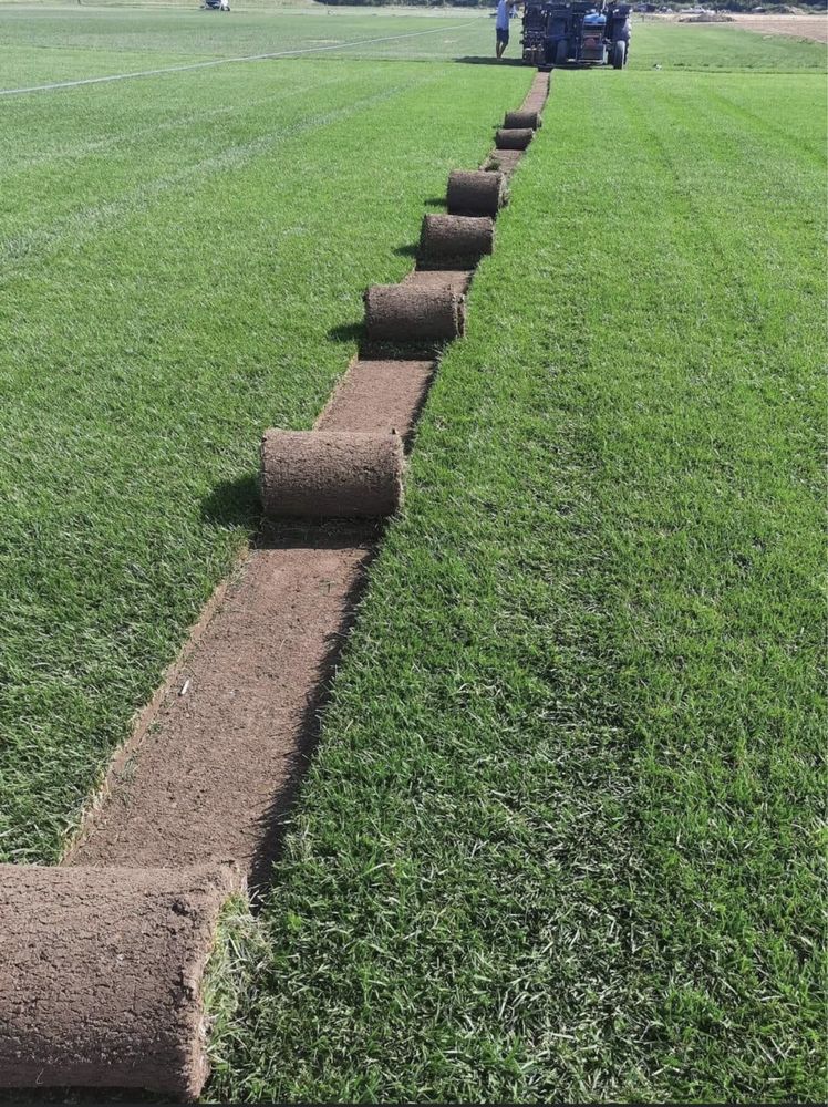 Amenajăm gradini cu plante de orice soi