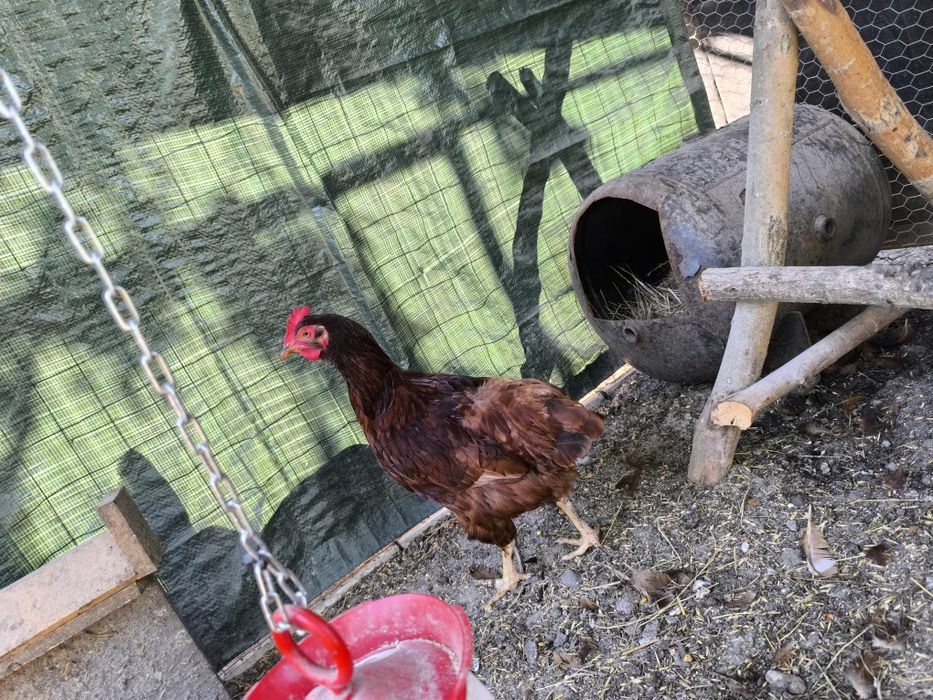Familie Rhode Island si Cocos Ameraucana