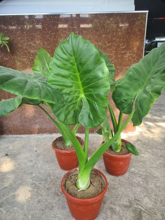Armaguli sotiladi
