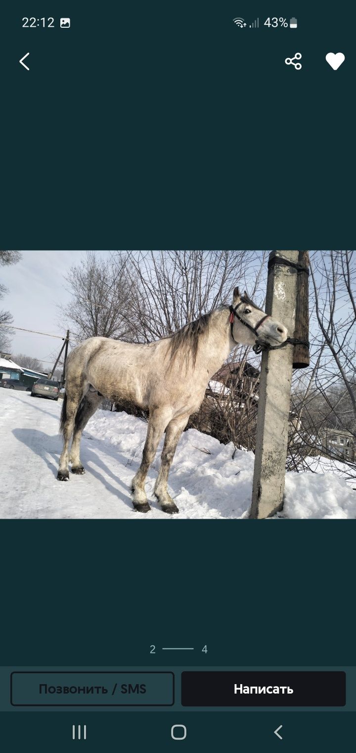 Айгыр жеребец лошадь