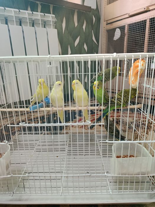 Волнистые попугаи разных цветов здоровые птицы (VOLNISTIY POPUGAYLAR)