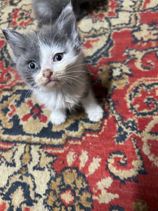 Отдам котят в добрые руки