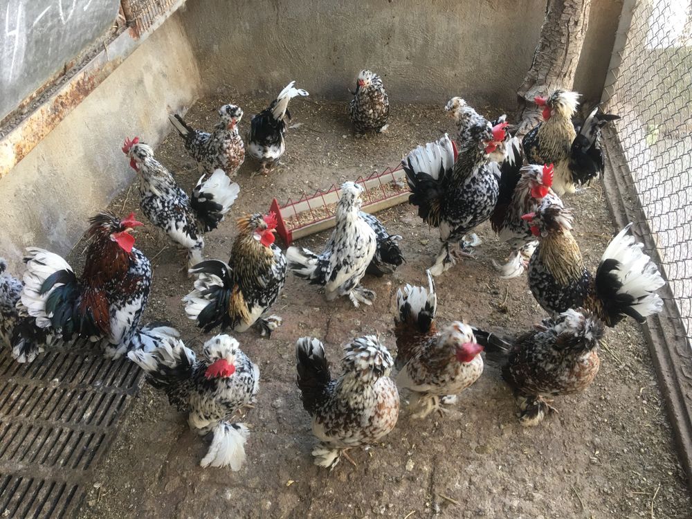 Продавам петлета  и ярки джинки