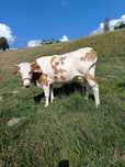 Vaca de vînzare de rasa bună de lapte