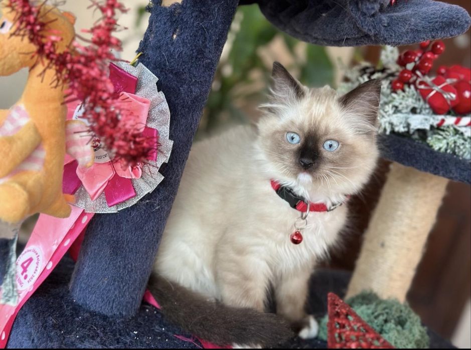 Регдол  / Ragdoll /  момче