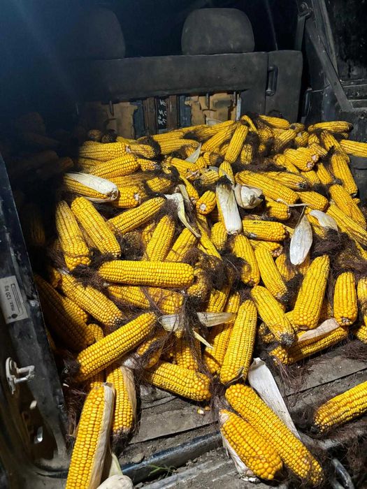 Vând porumb știuleți - productie 2025