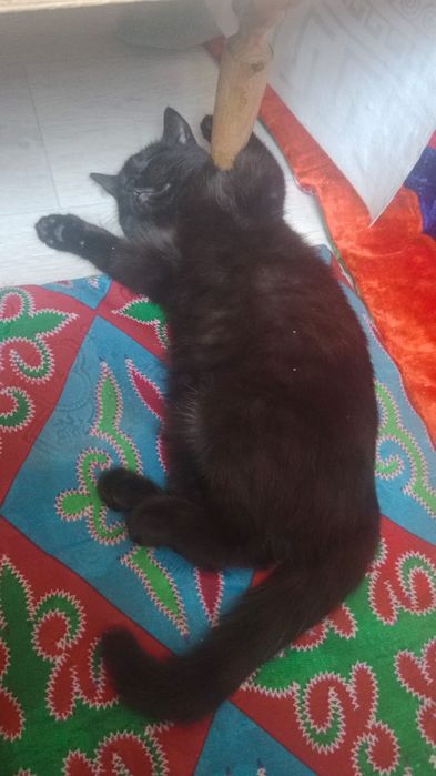 Отдам даром . К лотку приучена .девочка .3 х месячный