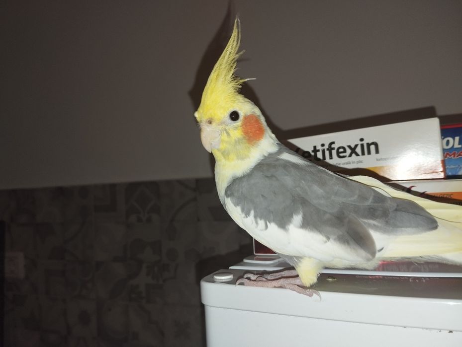 Nifa mascul de vanzare