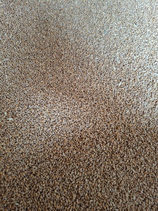 Vând grâu recolta 2025