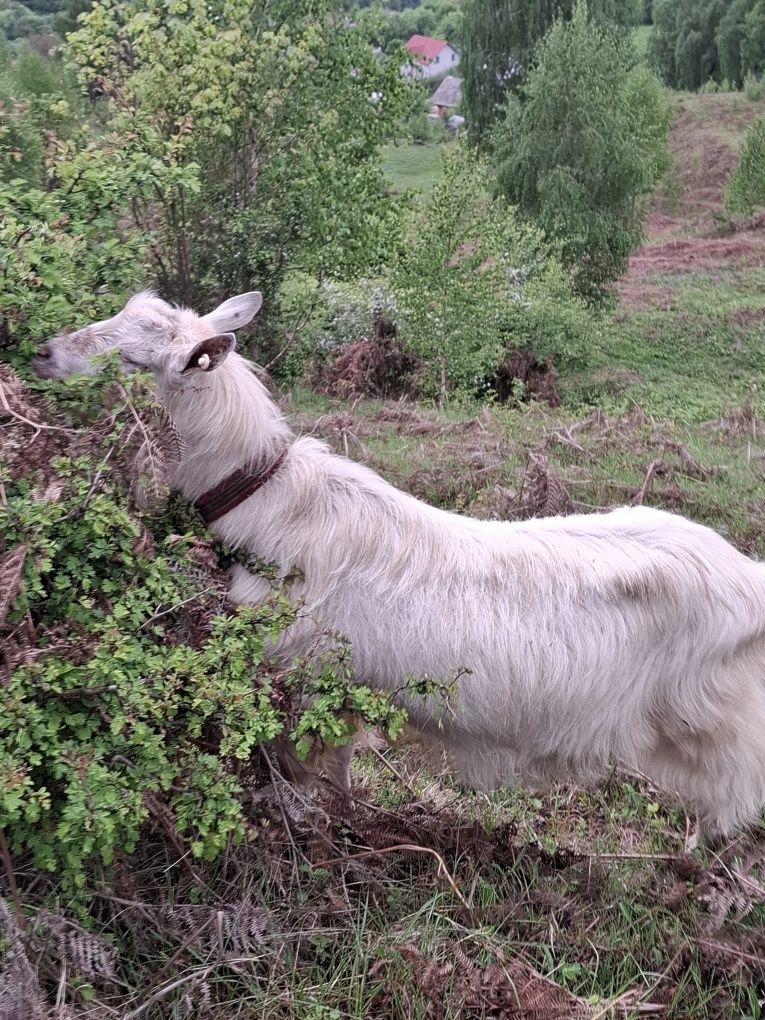 Vând țap metis sanen