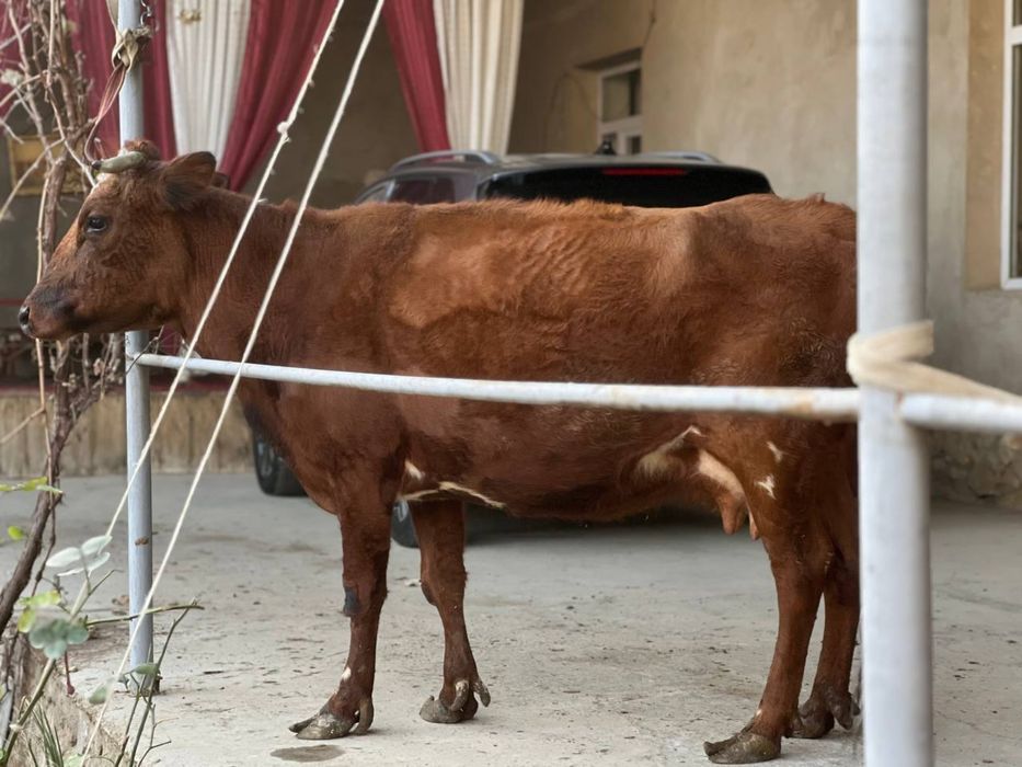 Ona bola sigir sotiladi она бола сигир