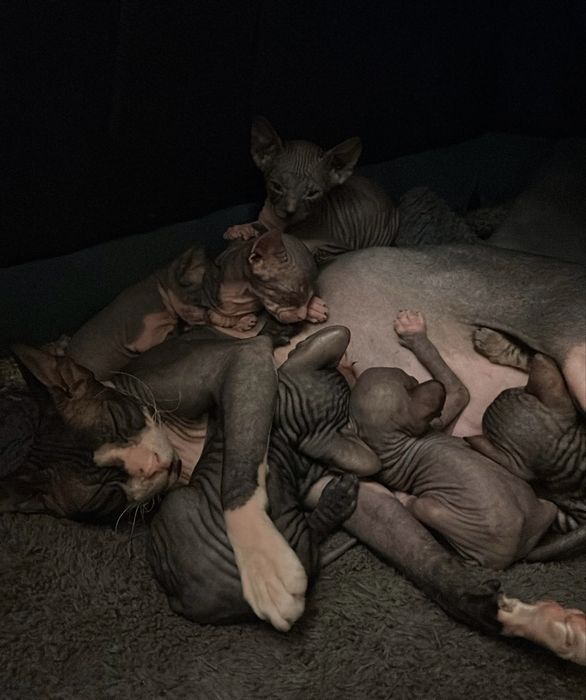 Новогоднее счастье: котята канадского сфинкса в поиске дома