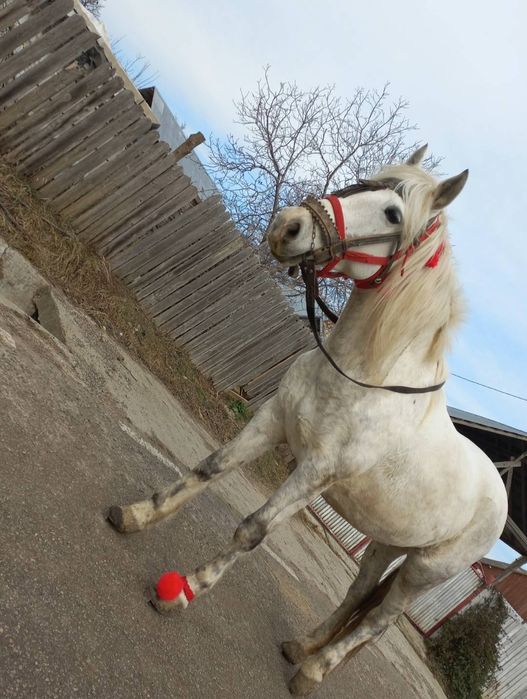 Vând iapa gestantă