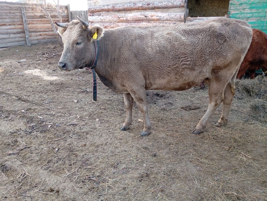 Продам корову находится в Кушмуруне