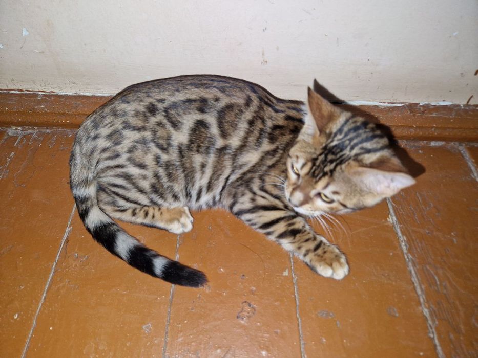 Bengal mushugi sotiladi