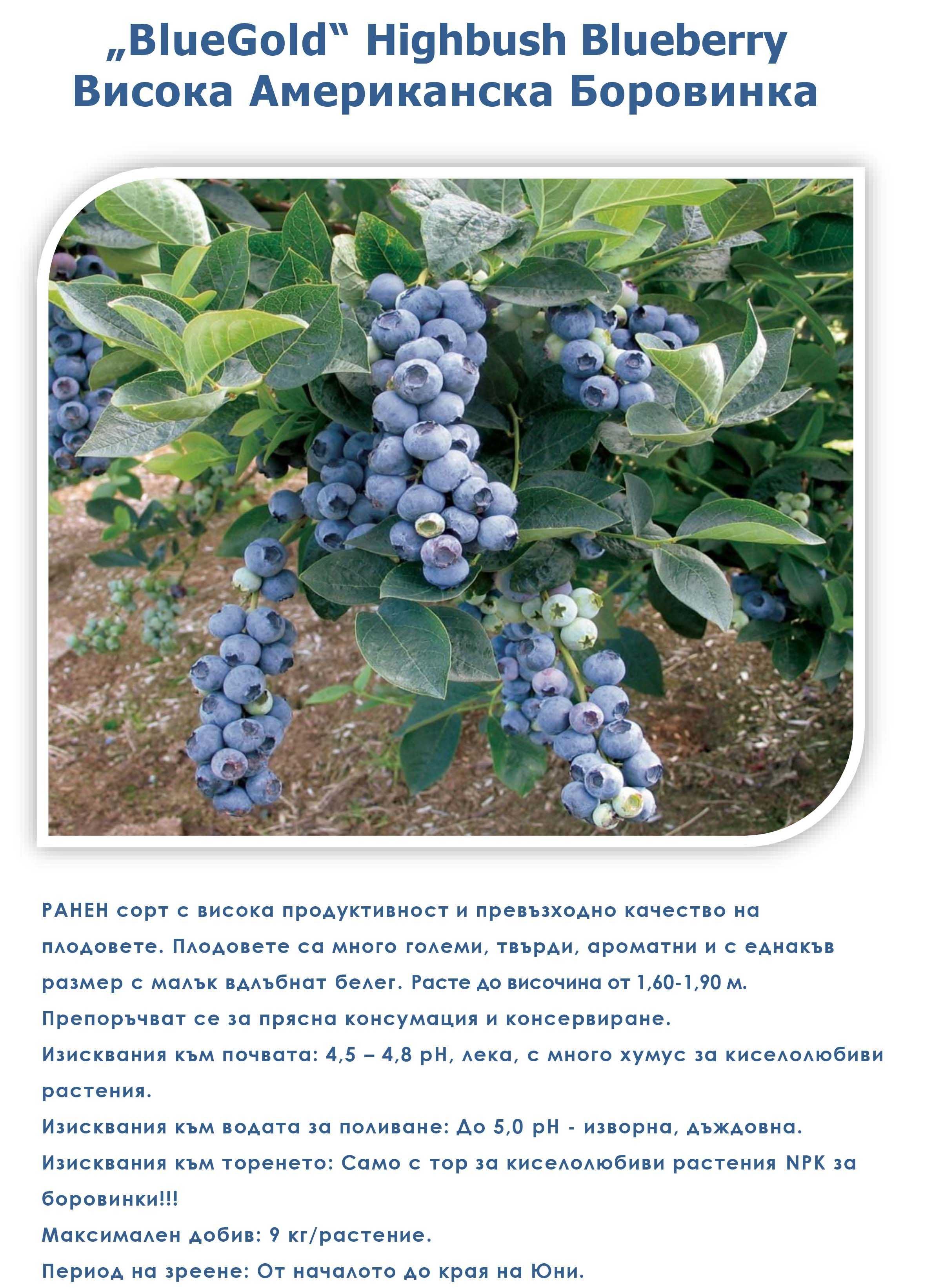 Разсад "Висока Американска Боровинка" синя/черна.
