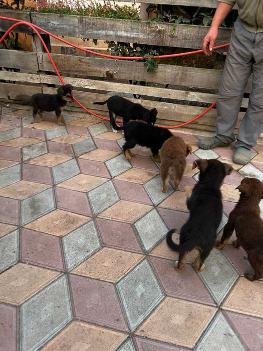 Donez 6 puii de caine