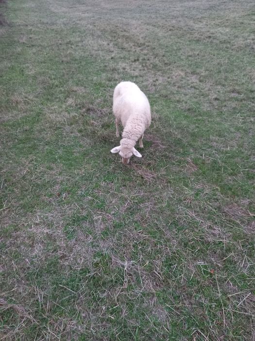 Продава се Земеделски имот в Антоново -  кв.м за 184 €/дка - Снимка #3