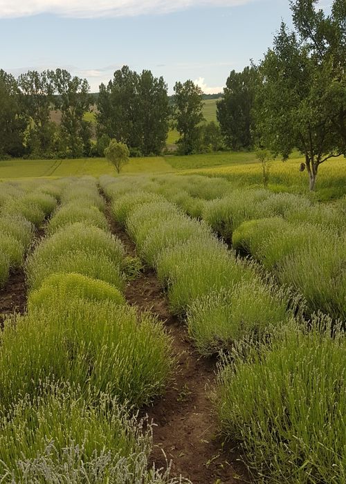 Vand tufe de lavanda