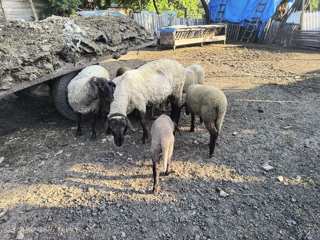 Miei de vânzare și berbec