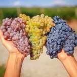 Vand struguri de vin. Fetească Regală. 4 lei  kg.  Negociabil.