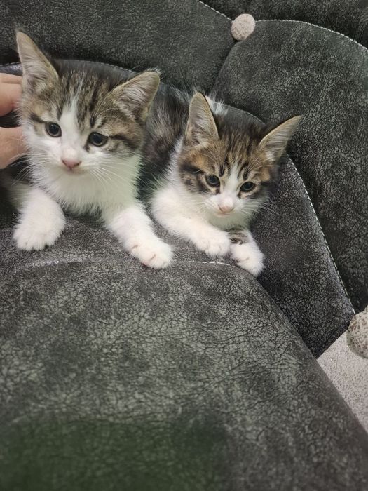 Chiroyli shirintoy turkangora bolalari