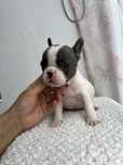Bulldog francez