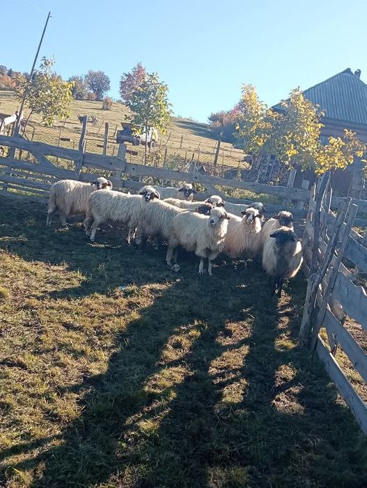 De vânzare 11 oi bune