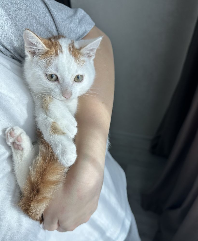 Красивый маленький котик ,красивого окраса, ищет дом и любящую семью