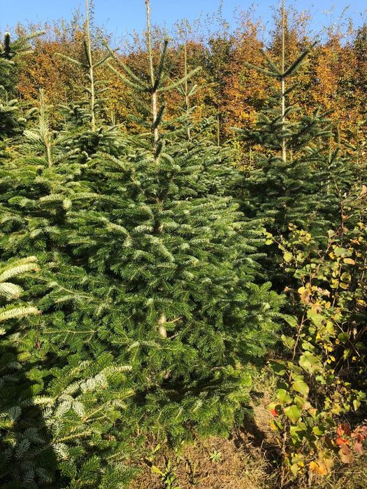 Pomi de Crăciun Brad