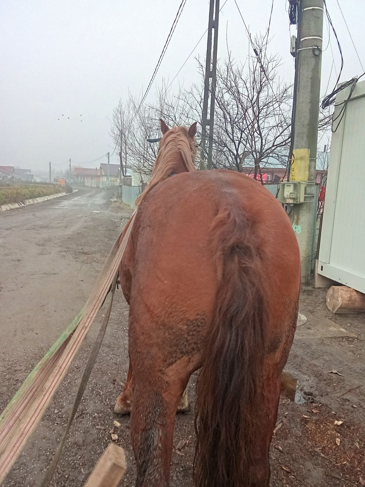 Vând harmăsar de 7 ani