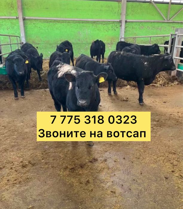 Бычек телята ангусер аулькол голшклм луд