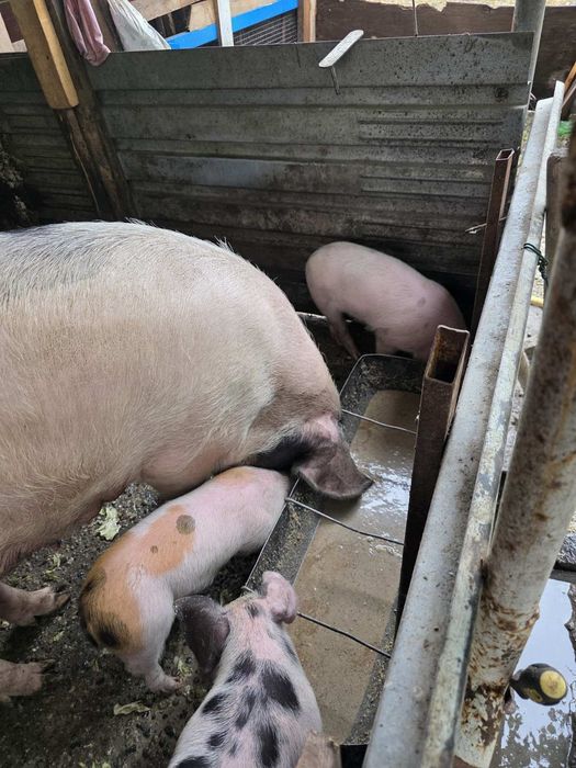 Малки прасета за продан